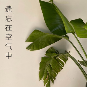 遗忘在空气中