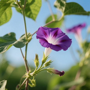 Morning_Glory by Wint Glynita Carmella Ny