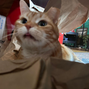 In My Mind by Orange Katt