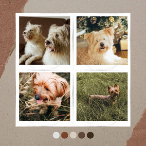 Tasteful Bgm for Cozy Dogs album