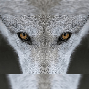 Lonely Wolf