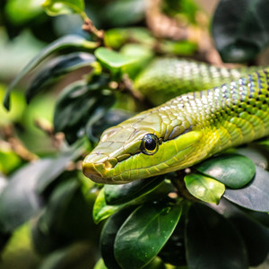 Mamba