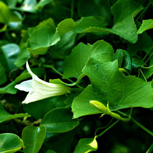 Música Pura Relajada - Paz en el Alma(Música Pura)