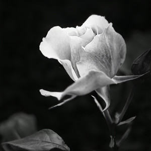 Fragments by The Death Of Peace