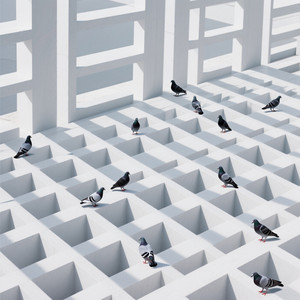 David McKinney Jr - Pigeons on the Calendar