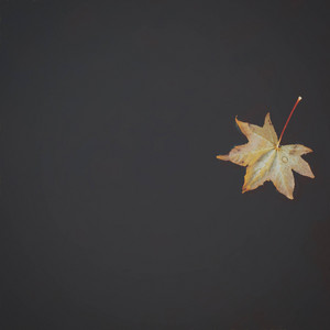 Floating Leaf by Calm Pieces