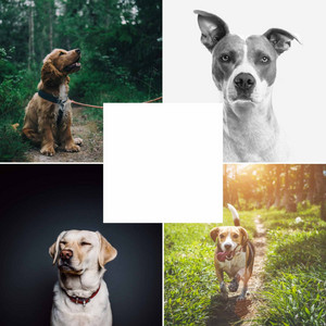 Latin Big Band - Background for Doggy Haiircuts album