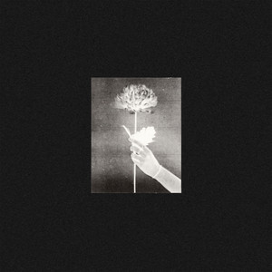 Night Drive by White Flowers