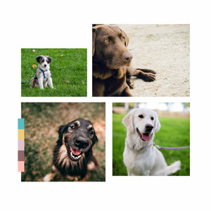 Music for Fun Times with Pups - No Drums Jazz album