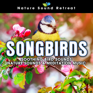 Nature Sound Retreat - Evening at the Beach - Ocean Birds with Calm Ocean Waves