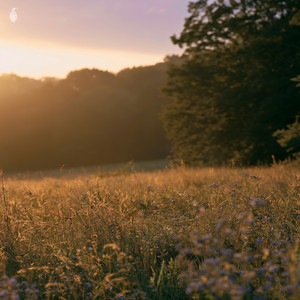 meadow by room 9., Hayne