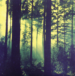 - 洋楽 THY Witchery SERPENT Forests of