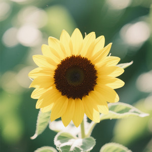 Aguida Regina Ribeiro Barbosa - Drop Gatel Garuk