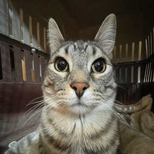 CAMERA CAT