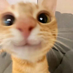 happy cat by prodyoshi