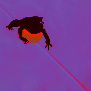 Animals And Synthesizers - Coqui