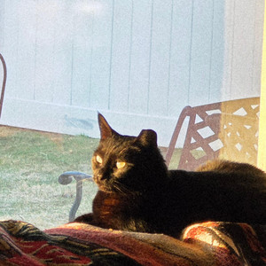 moon kitty — cover art by Bearded Legend