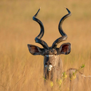 conservador by MAZUKAM BUY