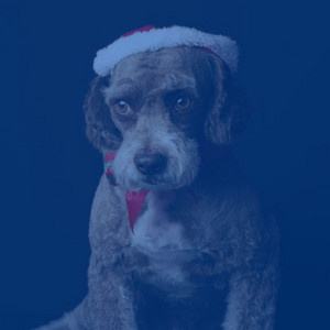 Background Music for Doggy Nap Time album