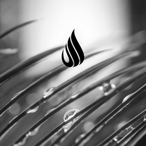 Imbrifer by Epiphonema