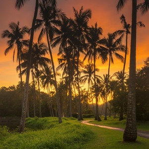 Sun Kissed Palms by Çağdaş Sarıcı