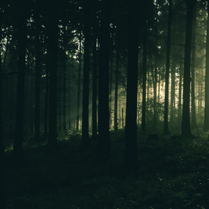 Over the Woods by Steven R. Smith