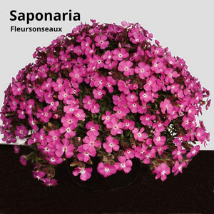 Saponaria