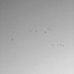 fly away