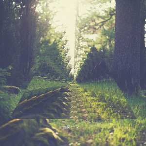 In the Trees by Common Tiger