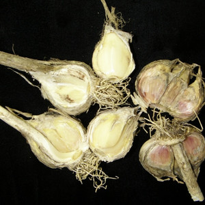 GARLIC by MUDA!