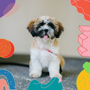 Chillout - Music for Doggy Nap Time album