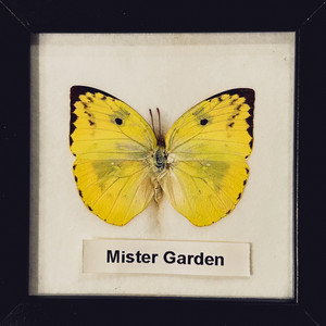 Whatever You Say by Mister Garden