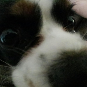 Dog Snoring Type Beat by I'm a Really Good Rapper