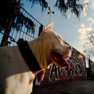 Soy Tu Perrito by vahel
