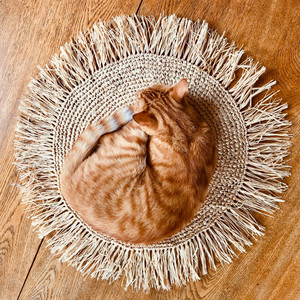 The Cat Of The Year (Alexus Edit) by Alexus