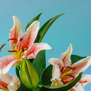 Zəhra Aylin - Protest