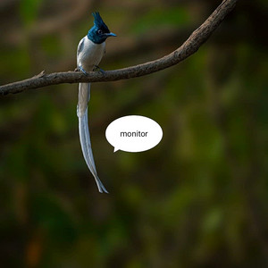 monitor