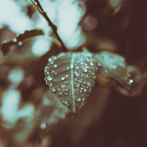 Dreams Between Raindrops
