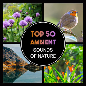 Top 50 Ambient Sounds of Nature – Relaxing Songs for Yoga & Meditation, Sound Therapy, Soothing Music for Sleep album