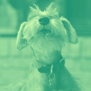 Music for Sleek Doggy (Acoustic and Electric Piano Duo) album