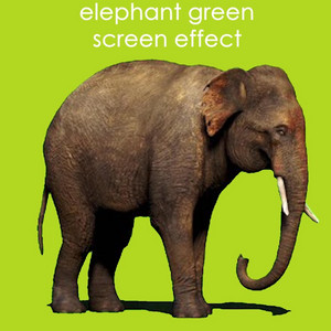 Elephant Green Screen Effect by Anvil and the Shitfucks