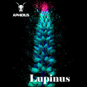 Lupinus by Aphidius