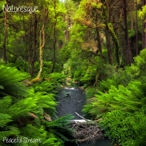 Peaceful Kauai Stream by Chiosa
