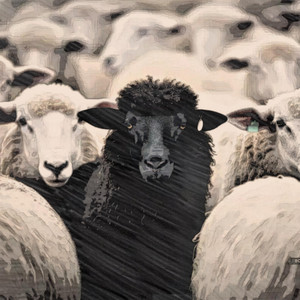 Sheep