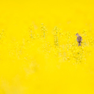 Good Morning Skylark by Richard LaForge
