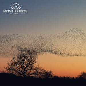 Lavender by Lotus Society