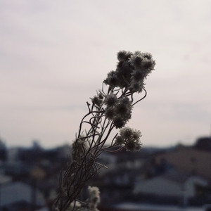 心 by Some Life