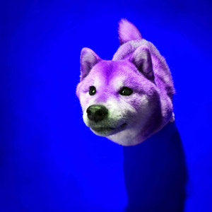 Music for Comfortable Hounds album
