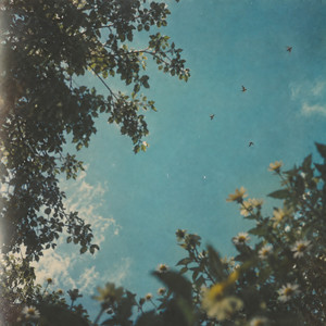 Camomile by Cloudsurfin'