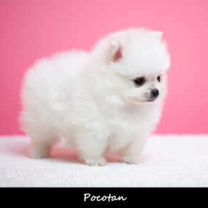 Little Pomeranian Adventures